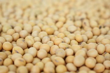 soy bean plant seed healthy vegetable food nature background