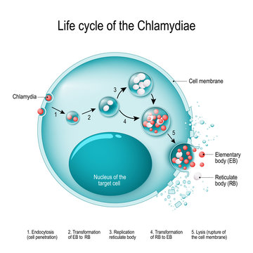 Chlamydia life cycle. bacteria. Sexually transmitted disease and Chlamydia infection.