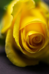 Background with yellow rose on a black background. Soft texture