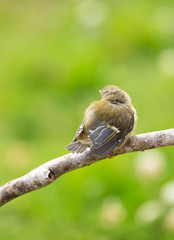 Cute bird looking away
