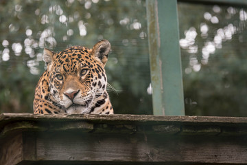Male Jaguar