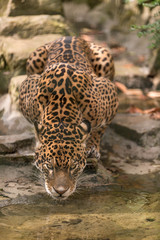 male Jaguar Drinking