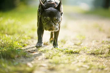 Foto auf Acrylglas Französische Bulldogge 歩いて向かってくるフレンチブルドッグ