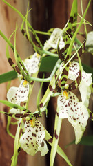 Obraz premium Spinnenorchidee Brassia 