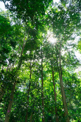 Fototapeta premium A scenic forest of fresh green trees with the sun casting its rays of light through the foliage