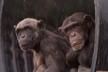 Chimps sheltering from rain