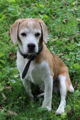 Naklejka na ściany i meble cute beagle boy in the garden