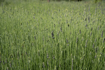 Obraz premium Fresh green blooming field of lavender herbal plants.