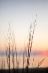 Fototapeta na wymiar beach grass at sunset