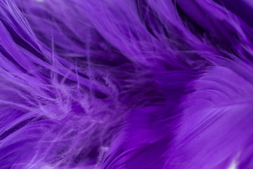 feather purple texture pattern abstract soft background