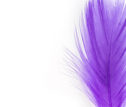 Feather Purple Texture Pattern Abstract Soft Background