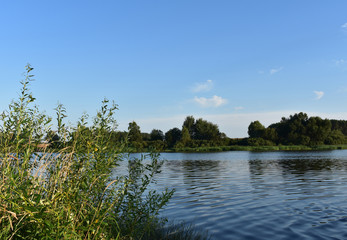 Landscape lake with bushes