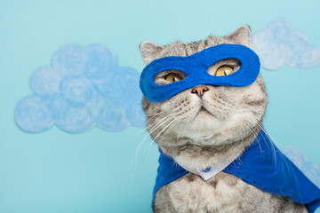 Scottish cat superhero
