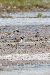 Little ringed plover pairs in the summer