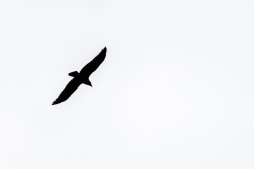 Silhouette of a raven bird in the sky
