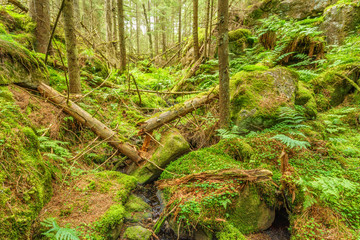 Falling trees in an old forest's ravine
