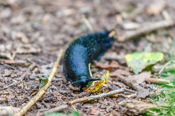 Black slug on the ground in the woods