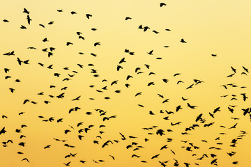 Silhouettes of a large flock of birds at dusk