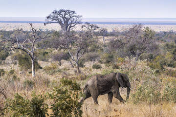 African bush elephant in Kruger National park, South Africa