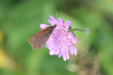 Close up on a butterfly