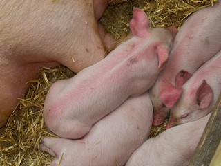 Piglets 