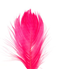 Obraz premium feather red texture pattern abstract soft background