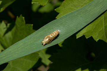 Butterfly chrysalis. Close up of pupae of swallowtail