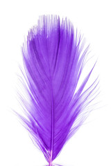 feather purple texture pattern abstract soft background