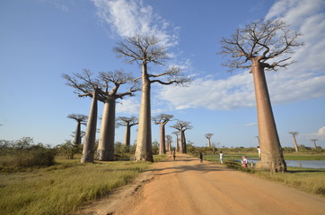 Fototapeta na wymiar Baobab trees in Madagascar, Africa