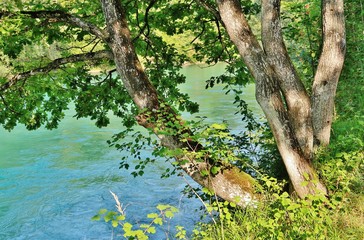 Flussufer der Aare, Schweiz