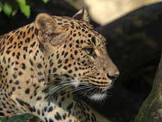 Fototapeta na wymiar Portrait of female Sri Lanka Leopard, Panthera pardus kotiya
