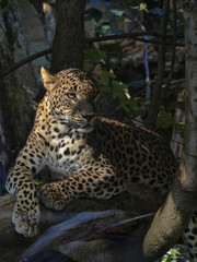 Fototapeta na wymiar Sri Lanka Leopard, Panthera pardus kotiya, resting on tree trunk