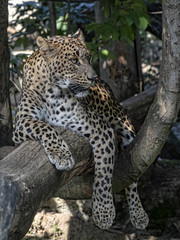 Sri Lanka Leopard, Panthera pardus kotiya, resting on tree trunk