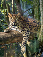 Sri Lanka Leopard, Panthera pardus kotiya, resting on tree trunk