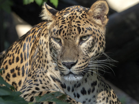 Portrait of female Sri Lanka Leopard, Panthera pardus kotiya