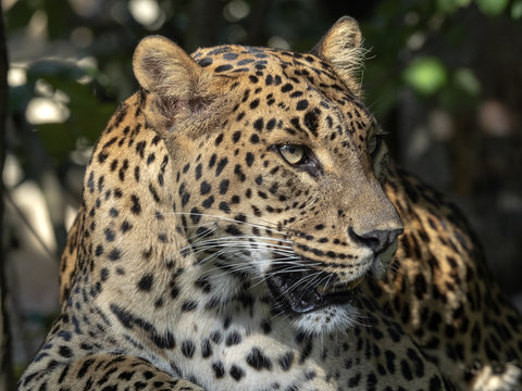 Portrait of female Sri Lanka Leopard, Panthera pardus kotiya