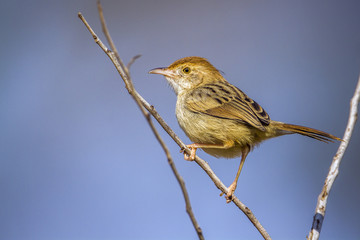 Rattling Cisticola in Kruger National park, South Africa ; Specie Cisticola chiniana family of Cisticolidae