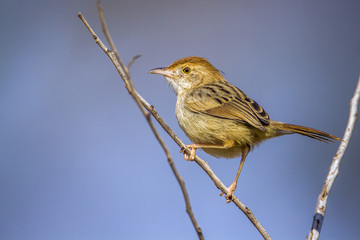 Rattling Cisticola in Kruger National park, South Africa ; Specie Cisticola chiniana family of...