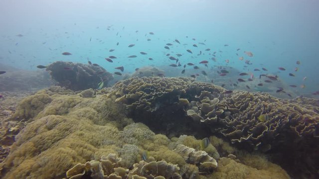 Underwater coral reef and fish in Indonesia