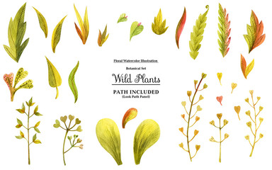 Watercolor illustration Wild Plants