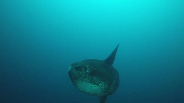 Mola mola fish. (Sunfish or moonfish). Nusa Penida, Indonesia