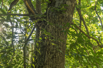 Fototapeta premium old and ancient chestnut forest in the province of Zamora, Spain. Trees over 500 years