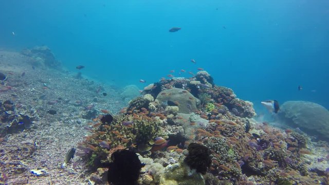 Underwater coral reef and fish in Indonesia