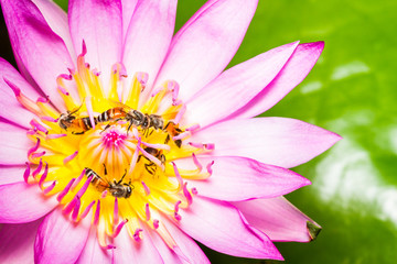 Close up of honey bees on lotus flower