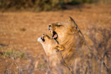 Lions