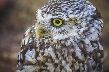 hunter, cute little owl, gray and yellow beak and white feathers