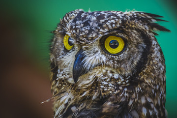 beautiful owl with intense eyes and beautiful plumage