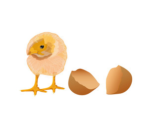 New born chick vector design
