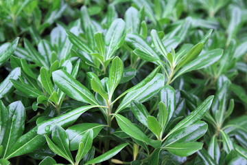 pittosporum, closeup of pictures