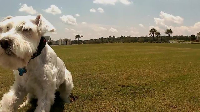Silver Schnauzer plays with a tenacious spirit. 2